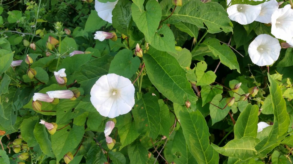 Campanula molto grande?  No, Calystegia silvatica (Convolvulaceae)
